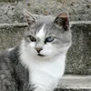 coton_le_chat