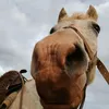 cavalo_zoe