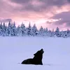 schwartzer...wolf