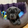 Cane-Corso_Solomon_and_sphinx_