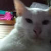 tataxxx6