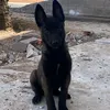 k9.cloui.malinois