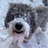 sophie_the_great1