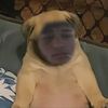 ignxiio_31