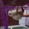 monkeycat1238