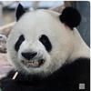 anatolianpanda