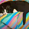 doriestoriessteviekitty