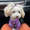 lunaloche_themaltipoo