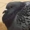 puyielcuyo