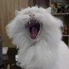 crazyrayhanxd