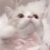 ooo26___