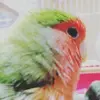 aggressive_bird