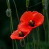 coquelicot.17