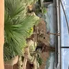 lia_271010