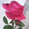 minh_nguyen70