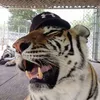 araujxhz