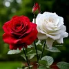 user2589126122738