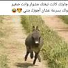 husseinbinawadalhateela