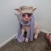 chinchilla211