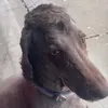 caneladohehe
