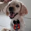 dentonparalela