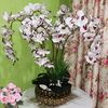 renny_prayoga