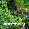 user4974733730495