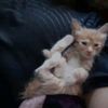 gato_baboso2090