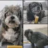 binkysbarksandlaughs
