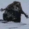 bobr_bbldlo