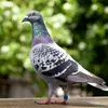 pigeonsarecoollol