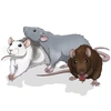 rats_three_girls_rzs