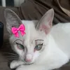 www.tiktok.combela5