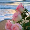 ameer66109