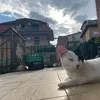 desireeepapa