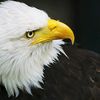 eagle8435
