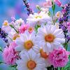 alomgir0543