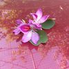 mariana_4109