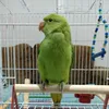babyringneck1