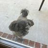 claricebrucesusie