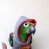 rox_parrot