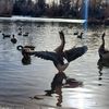 ducksquack1988
