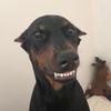 Ares The Doberman