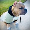 makothebullie0628