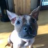 busterpaw