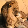 karmand_azad