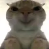 alcino007