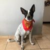 chelseablueheeler