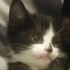 puffparker