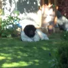 der.harry1